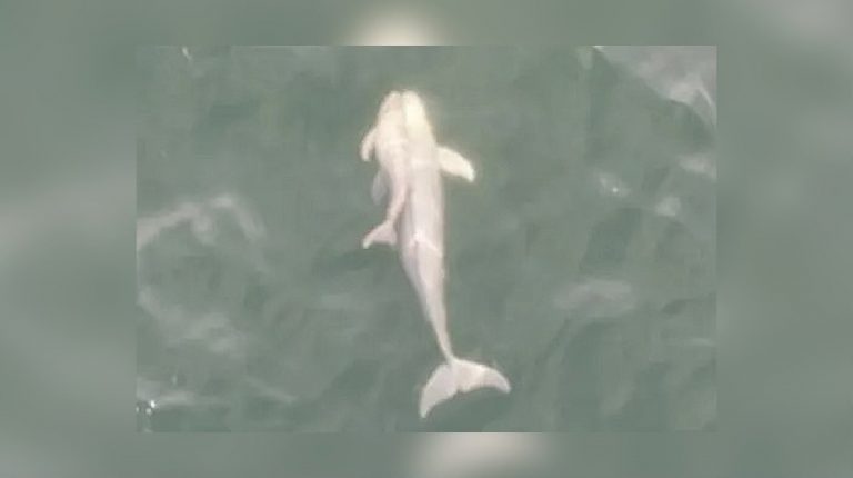 Ученые впервые наблюдали, как морские свиньи заботятся о чужих детенышах