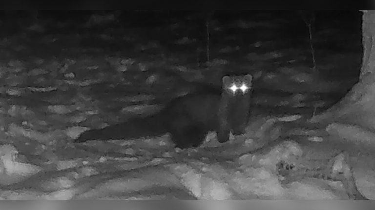 Впервые за 150 лет в лесах заметили редкий вид: он считался вымершим