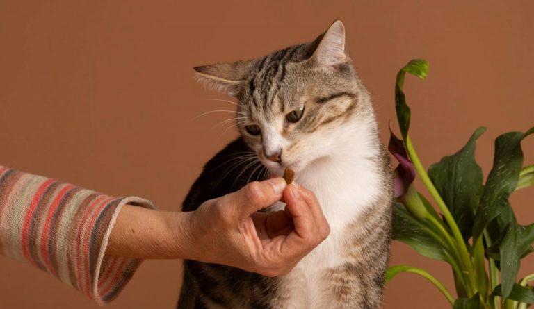 Выяснилось, почему кошки не доедают корм в миске