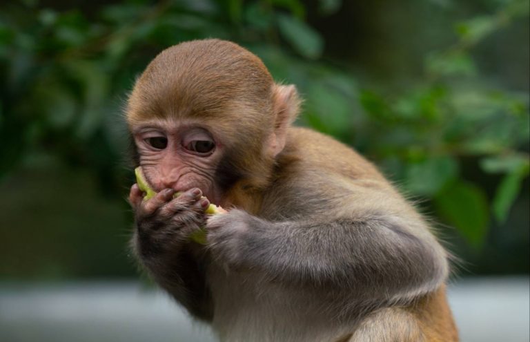 Макаки придумали, как лечить расстройство желудка от фастфуда