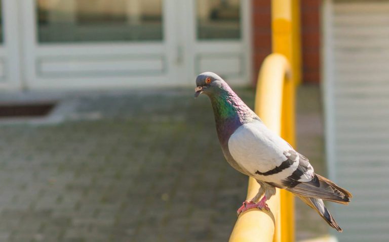 Птицы в городах подпускают к себе мужчин ближе, чем женщин