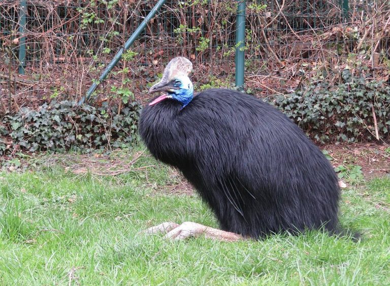 Выяснилось, почему «шлем» самой опасной птицы в мире светится
