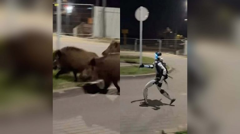 Робот-гуманоид прогнал диких кабанов в Варшаве: видео стало вирусным