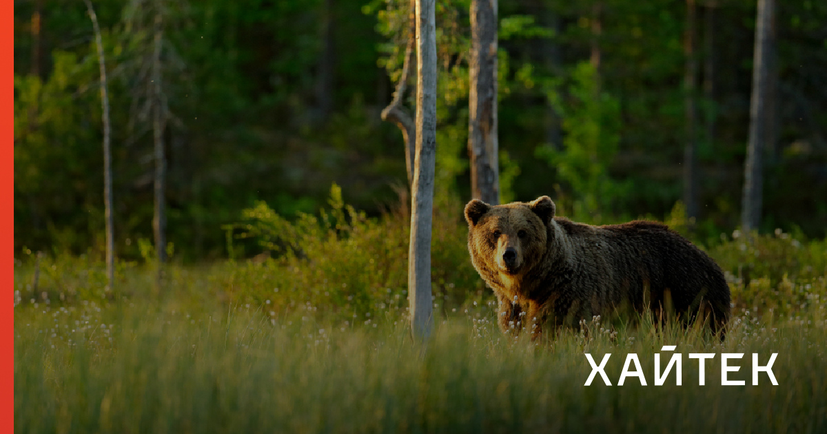 Впервые воссоздана ДНК ископаемого медведя