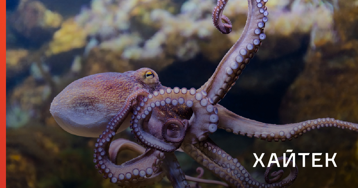 Знаете ли вы, чем отличаются осьминоги, кальмары и каракатицы?