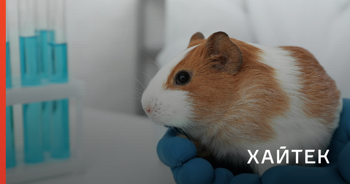 Виртуальные анатомические инструменты могут спасти тысячи лабораторных животных