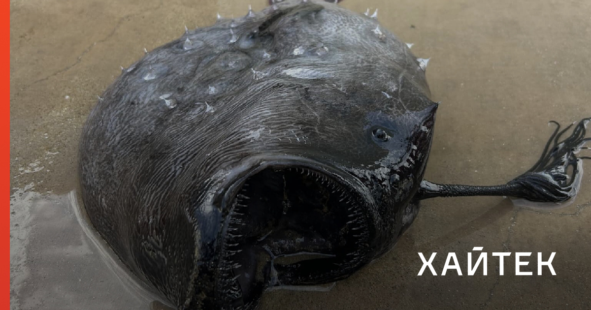 Посмотрите на очень страшную и редкую рыбу, которую случайно нашли на пляже