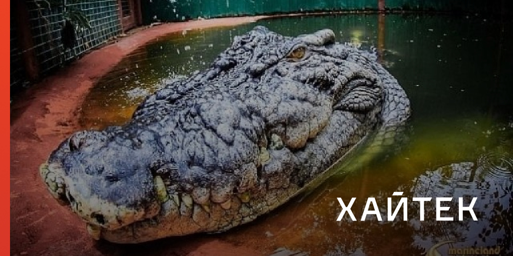 Самый большой крокодил в мире может оказаться еще длиннее