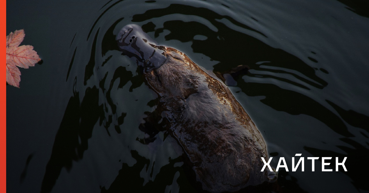 Утконос оказался генетической смесью млекопитающих, птиц и рептилий