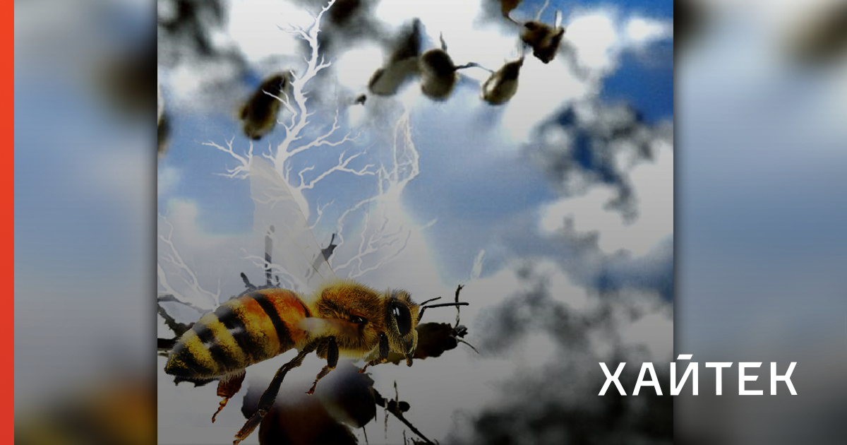 Электричество от роя пчел может менять погоду: ученые рассказали, как ...