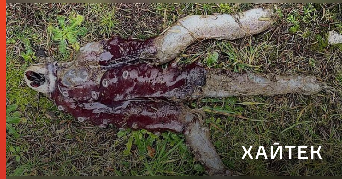 Похоже на монстра из «Очень странных дел»: странное существо нашли в Шотландии