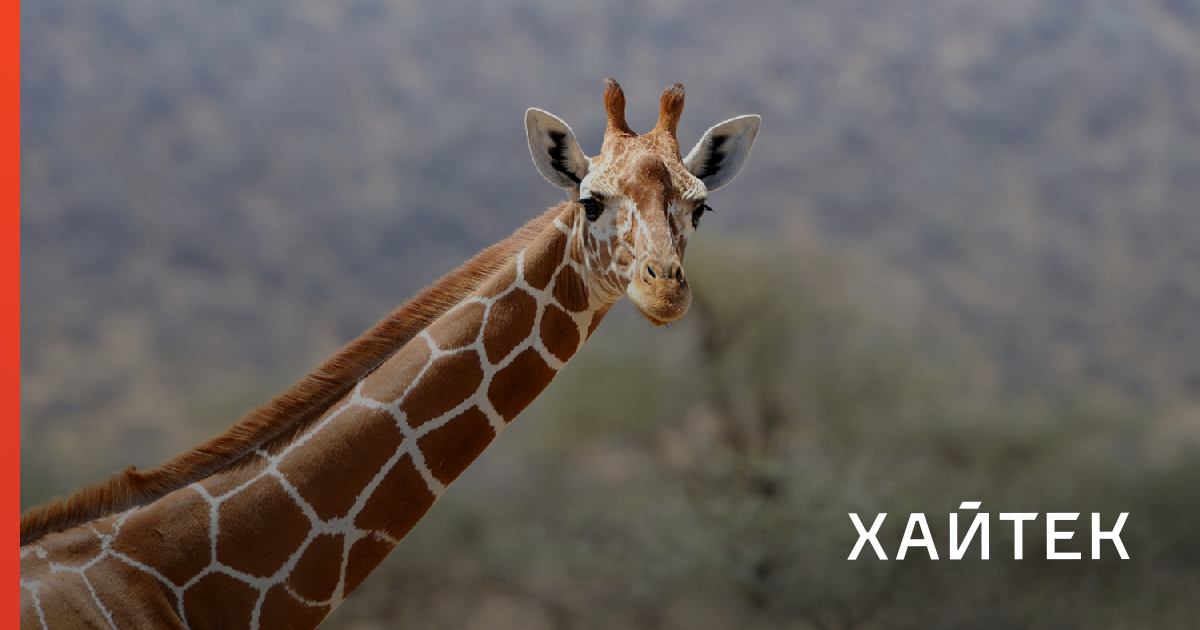 А у жирафа шея длинная. Длинный Жираф. Эволюция жирафа. Эволюция Жирафов. Почему у жирафа длинная шея.